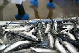 Prodaja sveže ribe Igalo Herceg Novi (4).webp