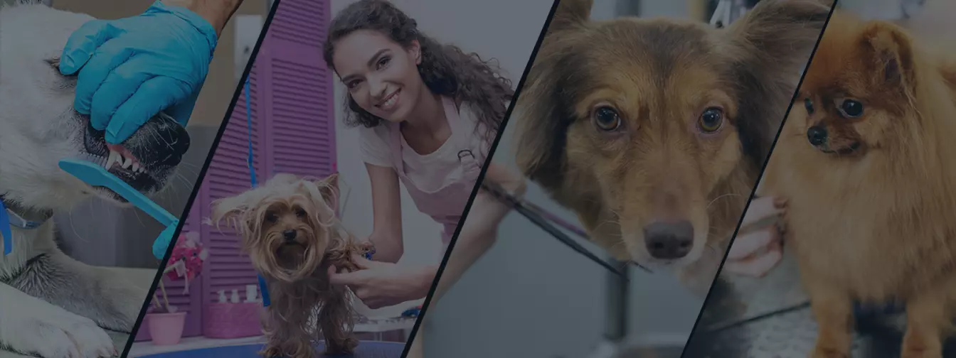 Saloni za kućne ljubimce, šišanje i kupanje