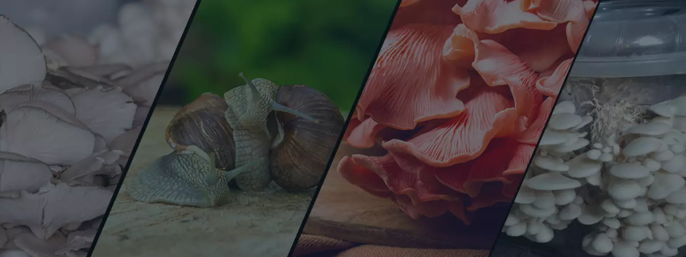 Uzgajanje gljiva i puževa