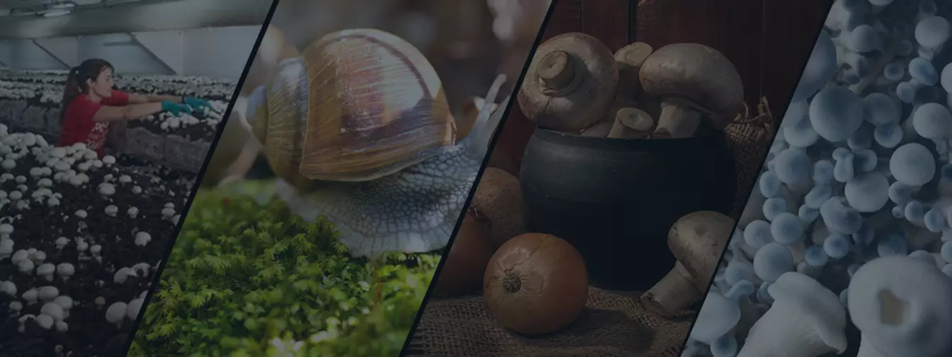 Uzgajanje gljiva i puževa