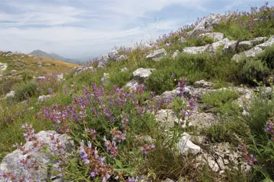 Veleprodaja lekovitog bilja eteričnih ulja filter čajeva Mojkovac Crna Gora (5).jpg